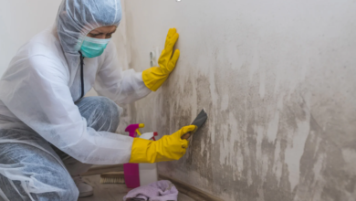 Why a Professional Mold Removal Service Is Essential for Better Indoor Air Quality