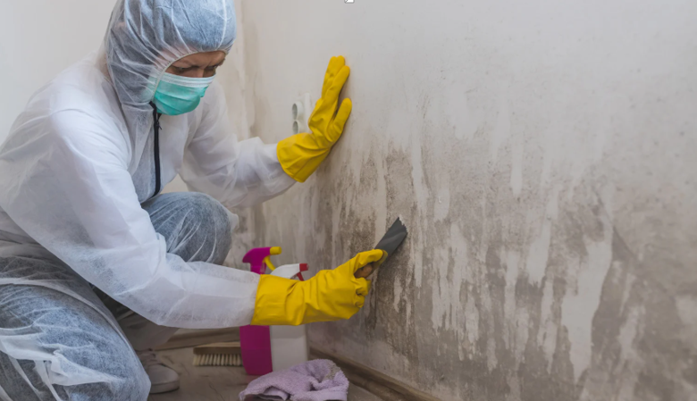 Why a Professional Mold Removal Service Is Essential for Better Indoor Air Quality