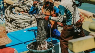 moviesyug net functionality explained